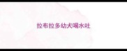 拉布拉多幼犬喝水吐