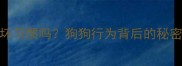哈士奇摇尾巴是坏习惯吗狗狗行为背后的秘密附训练指南
