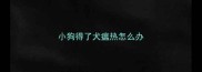 小狗得了犬瘟热怎么办