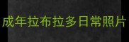 成年拉布拉多日常照片
