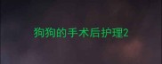 狗狗的手术后护理