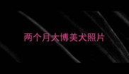 两个月大博美犬照片
