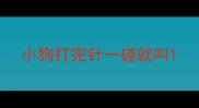 小狗打完针一碰就叫