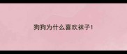 狗狗为什么喜欢袜子