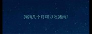 狗狗几个月可以吃猪肉