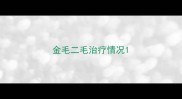 金毛二毛治疗情况