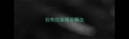 拉布拉多腿长螨虫