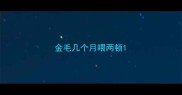 金毛几个月喂两顿