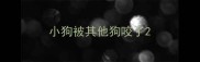 小狗被其他狗咬了