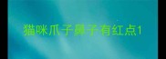猫咪爪子鼻子有红点