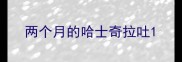 两个月的哈士奇拉吐