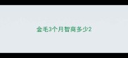 金毛3个月智商多少