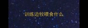 训练边牧喂食什么