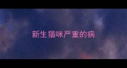 新生猫咪严重的病