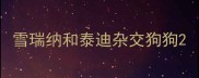 雪瑞纳和泰迪杂交狗狗