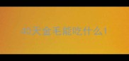 40天金毛能吃什么