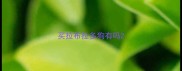 买拉布拉多狗有吗