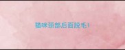 猫咪颈部后面脱毛