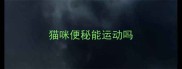 猫咪便秘能运动吗