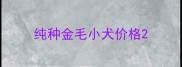 纯种金毛小犬价格
