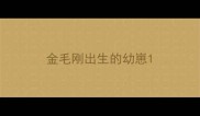 金毛刚出生的幼崽