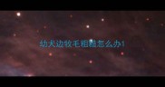 幼犬边牧毛粗糙怎么办