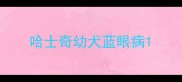 哈士奇幼犬蓝眼病