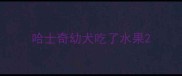 哈士奇幼犬吃了水果