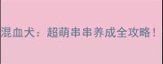 边牧和阿拉斯加混血犬超萌串串养成全攻略性格颜值养护全