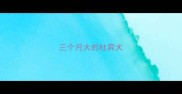 三个月大的杜宾犬