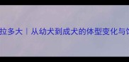 大型拉布拉多大从幼犬到成犬的体型变化与饲养指南