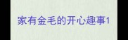 家有金毛的开心趣事