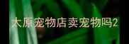 太原宠物店卖宠物吗