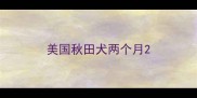美国秋田犬两个月