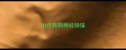 治疗狗狗神经抽搐