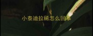 小泰迪拉稀怎么回事