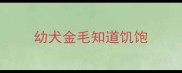 幼犬金毛知道饥饱