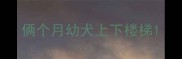 俩个月幼犬上下楼梯