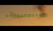 金毛游泳后需要吹干毛吗