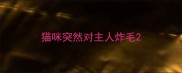 猫咪突然对主人炸毛