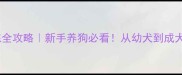 金毛寻回犬训练全攻略新手养狗必看从幼犬到成犬的100天养成计划