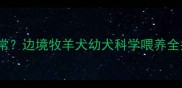 边牧6个月33斤是否正常边境牧羊犬幼犬科学喂养全指南附成长曲线图