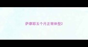 萨摩耶五个月正常体型