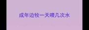 成年边牧一天喂几次水