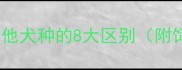 哈士奇与其他犬种的8大区别附饲养避坑指南
