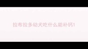 拉布拉多幼犬吃什么能补钙