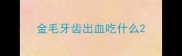 金毛牙齿出血吃什么
