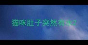 猫咪肚子突然有水
