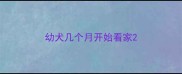 幼犬几个月开始看家