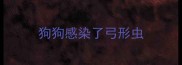 狗狗感染了弓形虫
